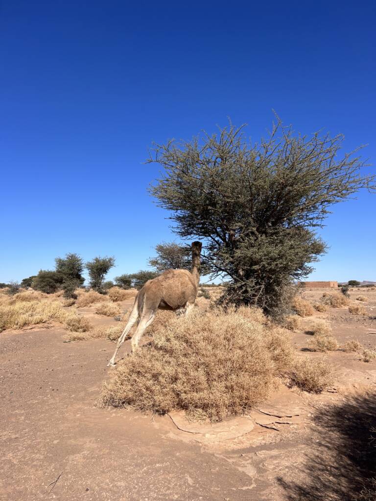 safari desert