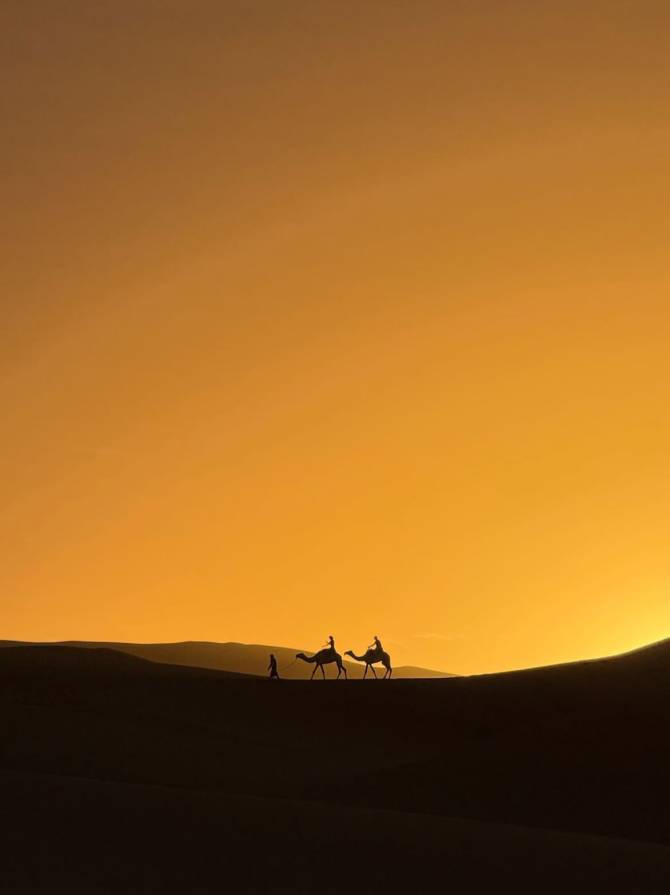 camels with suset